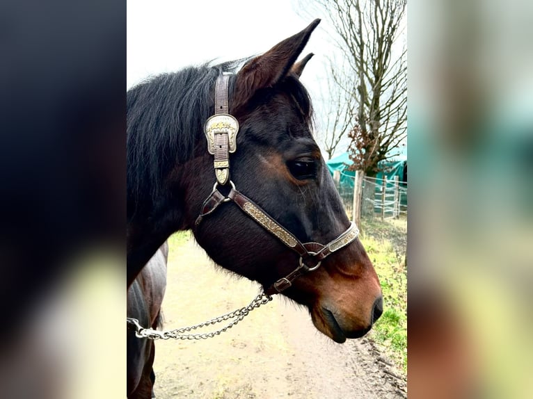 American Quarter Horse Klacz 10 lat 154 cm Ciemnogniada in Rhede