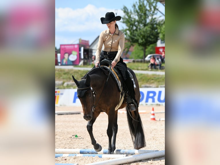 American Quarter Horse Klacz 10 lat 154 cm Ciemnogniada in Gaggenau
