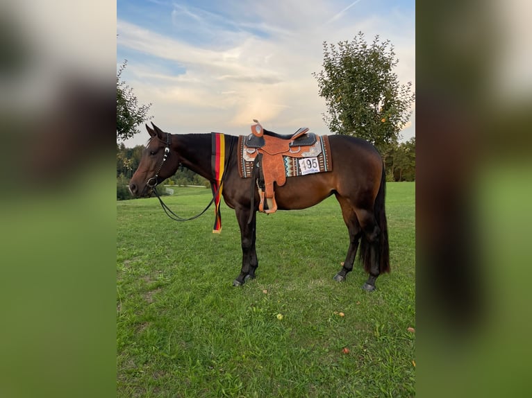 American Quarter Horse Klacz 10 lat 154 cm Ciemnogniada in Gaggenau