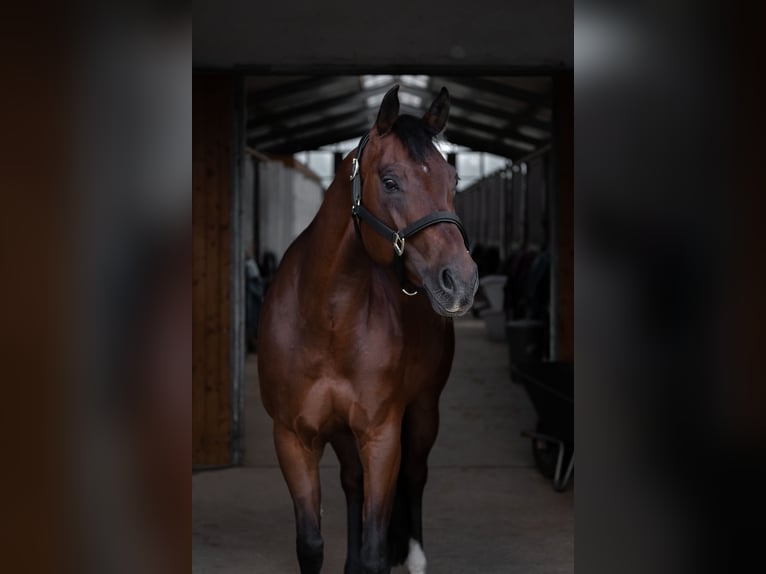 American Quarter Horse Klacz 10 lat 154 cm Gniada in Sonnefeld