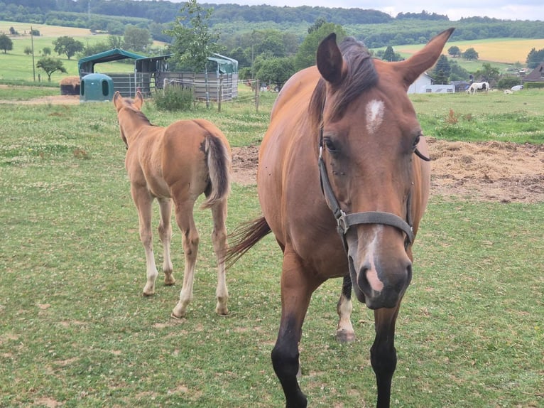 American Quarter Horse Klacz 10 lat 154 cm Gniada in Linkenbach