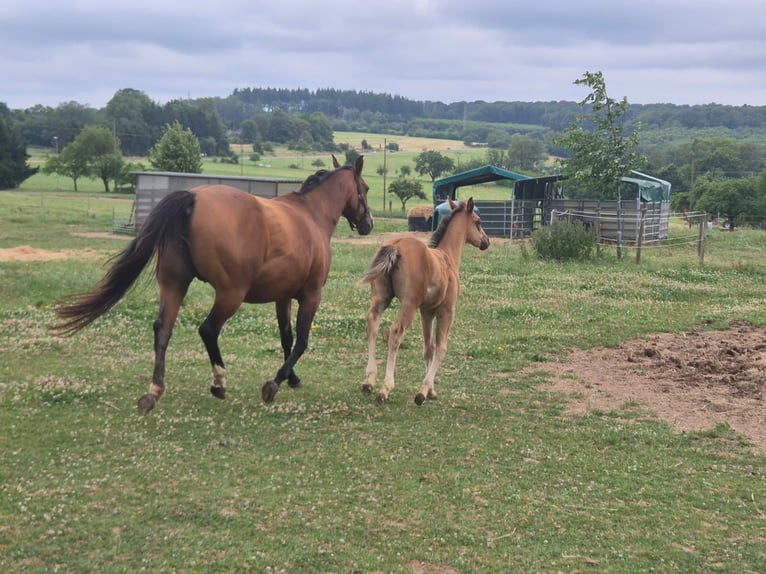 American Quarter Horse Klacz 10 lat 154 cm Gniada in Linkenbach