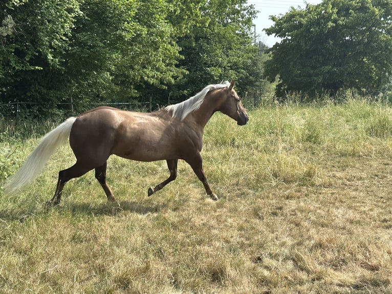 American Quarter Horse Klacz 10 lat 154 cm Izabelowata in Haan