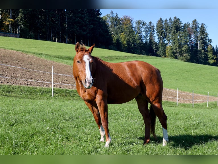 American Quarter Horse Klacz 10 lat 154 cm Kasztanowata in Bischofszell