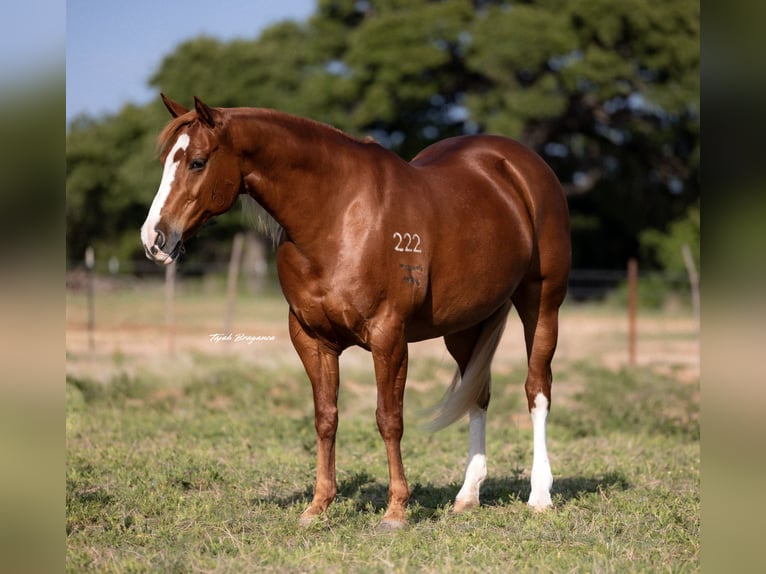 American Quarter Horse Klacz 10 lat 155 cm Cisawa in Cisco, TX