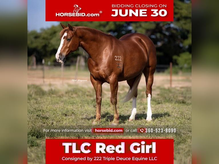 American Quarter Horse Klacz 10 lat 155 cm Cisawa in Cisco, TX