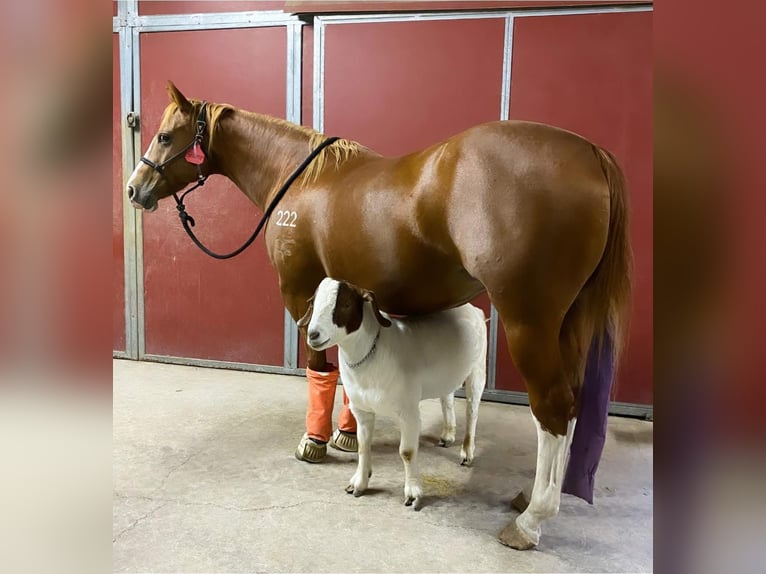 American Quarter Horse Klacz 10 lat 155 cm Cisawa in Cisco, TX