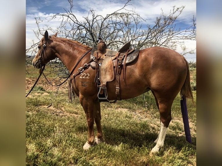 American Quarter Horse Klacz 10 lat 155 cm Cisawa in Cisco, TX