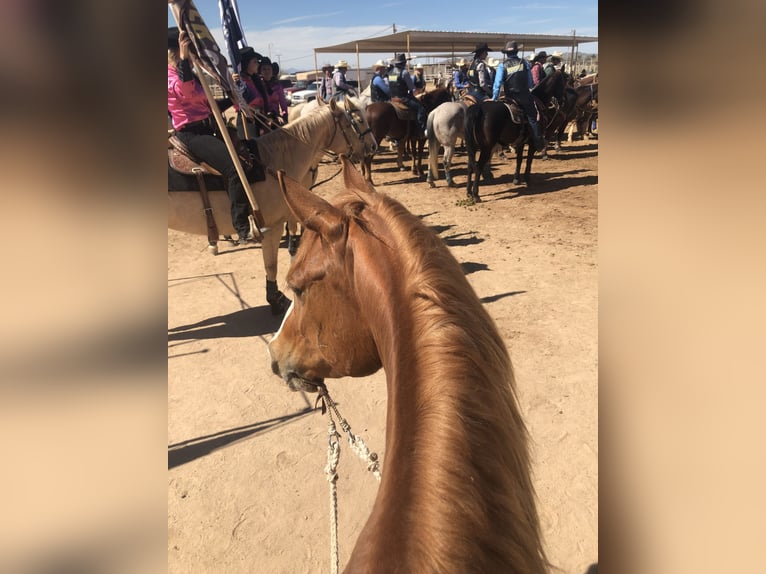 American Quarter Horse Klacz 10 lat 155 cm Cisawa in Cisco, TX