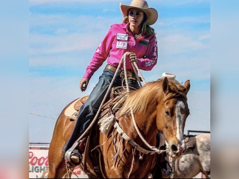 American Quarter Horse Klacz 10 lat 155 cm Cisawa in Cisco, TX