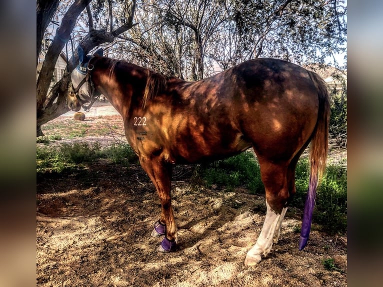 American Quarter Horse Klacz 10 lat 155 cm Cisawa in Cisco, TX