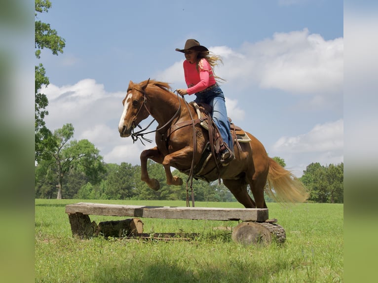American Quarter Horse Klacz 10 lat 155 cm Cisawa in Cisco, TX