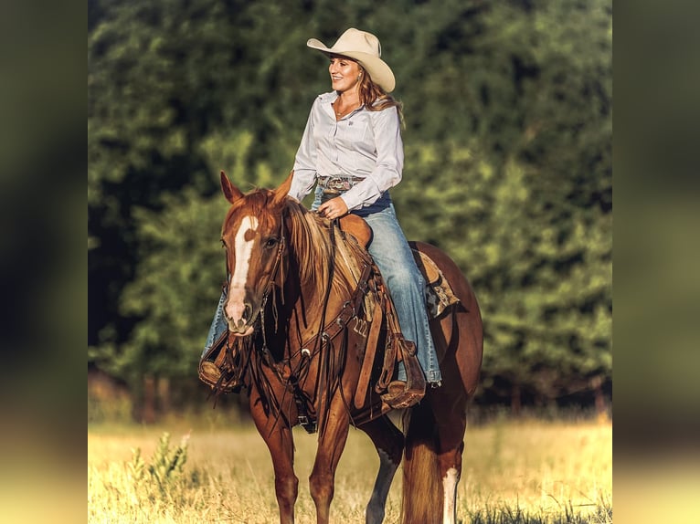 American Quarter Horse Klacz 10 lat 155 cm Cisawa in Cisco, TX