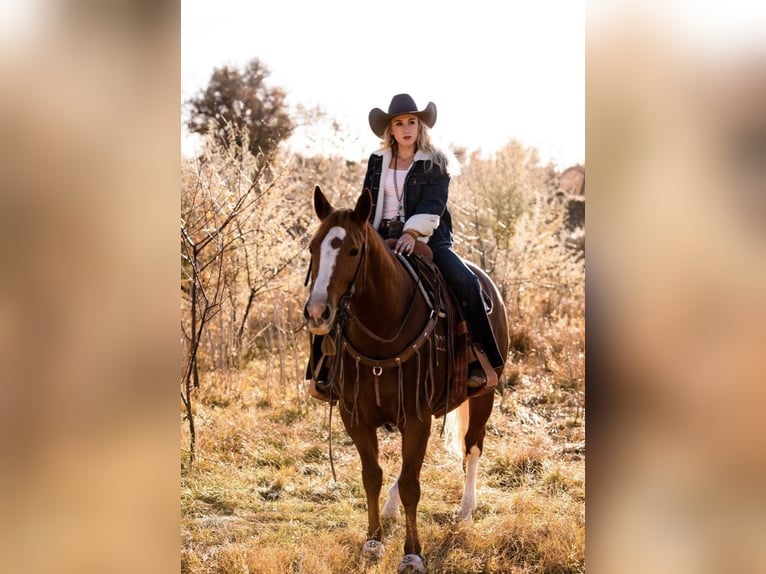 American Quarter Horse Klacz 10 lat 155 cm Cisawa in Cisco, TX