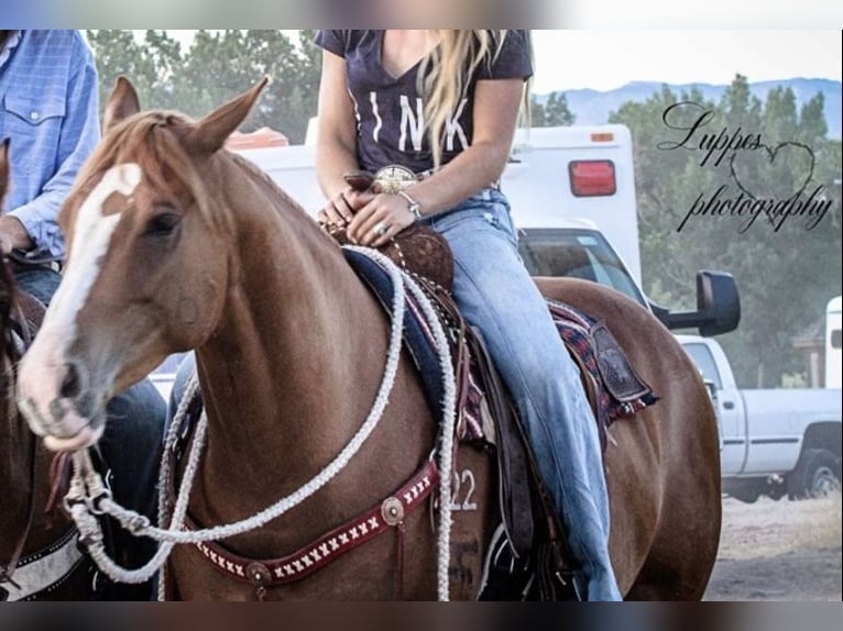 American Quarter Horse Klacz 10 lat 155 cm Cisawa in Cisco, TX