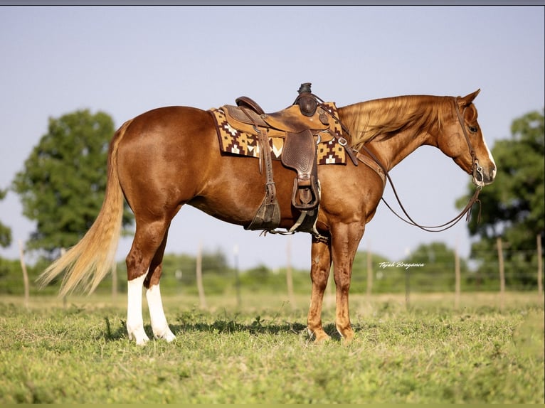 American Quarter Horse Klacz 10 lat 155 cm Cisawa in Cisco, TX