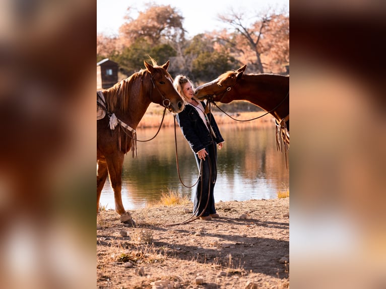 American Quarter Horse Klacz 10 lat 155 cm Cisawa in Cisco, TX