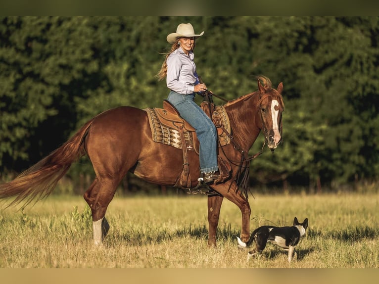 American Quarter Horse Klacz 10 lat 155 cm Cisawa in Cisco, TX