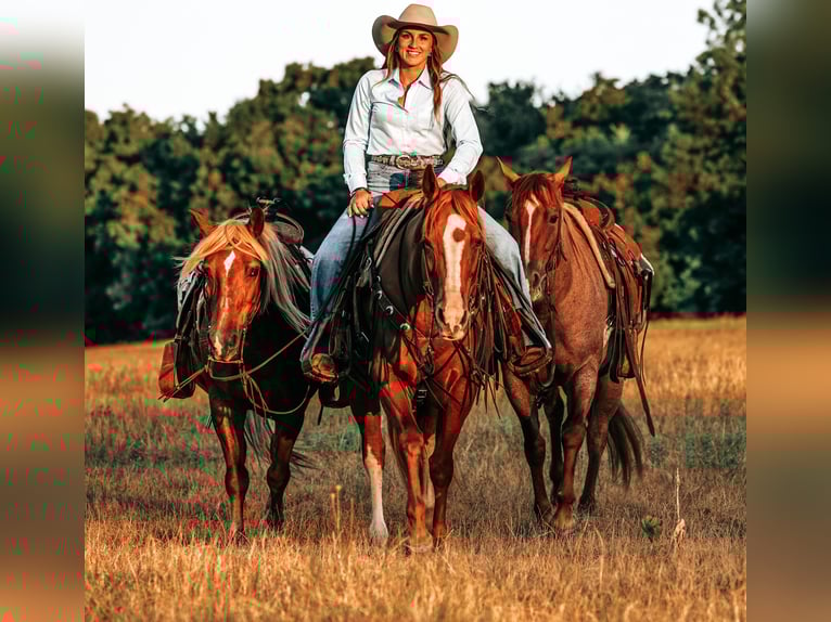 American Quarter Horse Klacz 10 lat 155 cm Cisawa in Cisco, TX