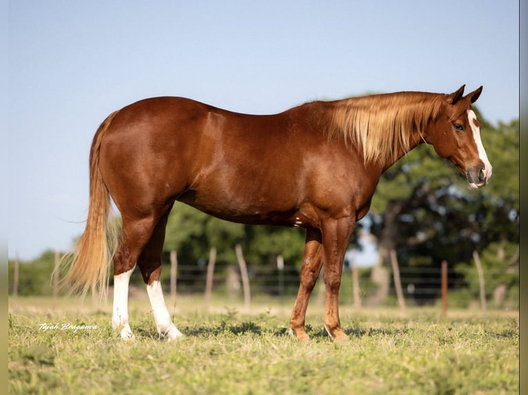 American Quarter Horse Klacz 10 lat 155 cm Cisawa in Cisco, TX