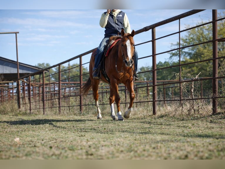 American Quarter Horse Klacz 10 lat 155 cm Cisawa in Sulphur Springs