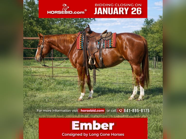 American Quarter Horse Klacz 10 lat 155 cm Cisawa in Sulphur Springs