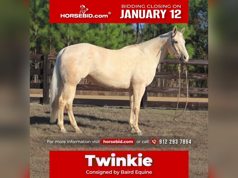 American Quarter Horse Klacz 10 lat 155 cm Izabelowata in Vidalia