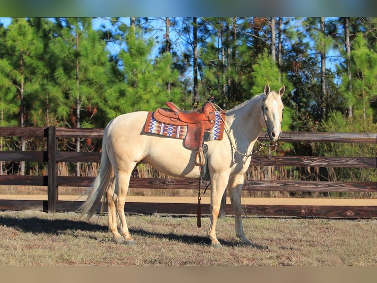 American Quarter Horse Klacz 10 lat 155 cm Izabelowata in Vidalia
