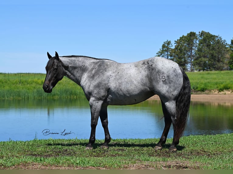 American Quarter Horse Klacz 10 lat 155 cm Karodereszowata in Canistota, SD