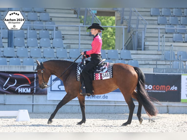 American Quarter Horse Klacz 10 lat 156 cm Skarogniada in Burscheid