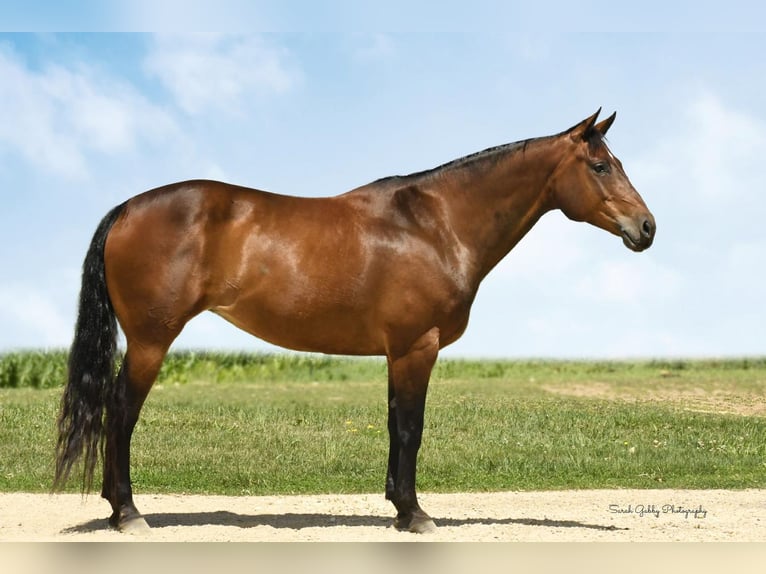 American Quarter Horse Klacz 10 lat 157 cm Gniada in Bellevue, IA