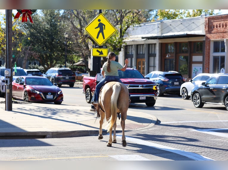 American Quarter Horse Klacz 10 lat 157 cm Izabelowata in Forney