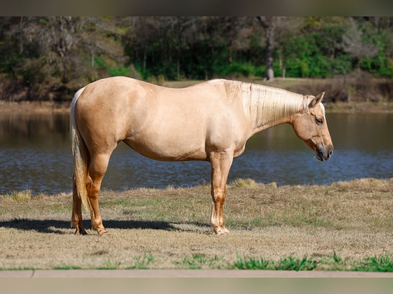 American Quarter Horse Klacz 10 lat 157 cm Izabelowata in Forney