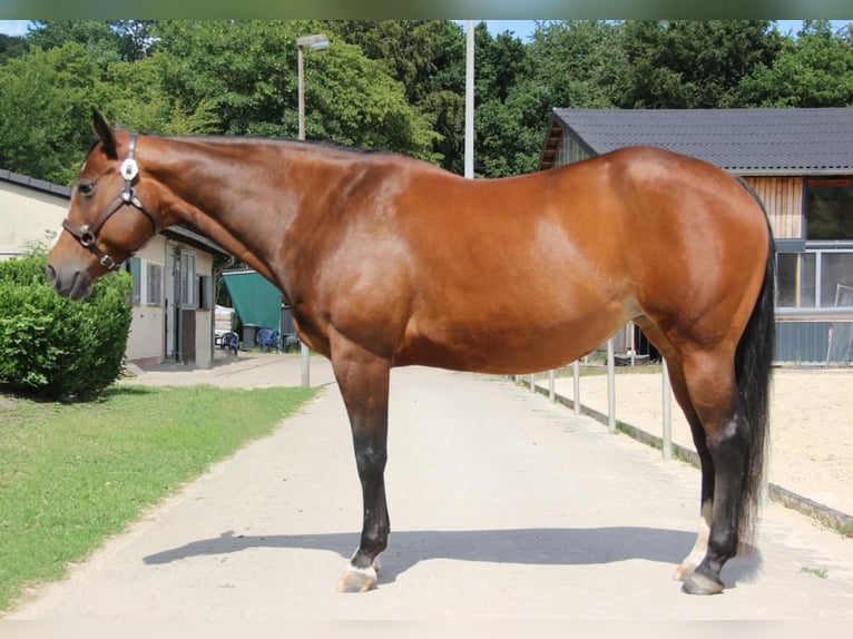 American Quarter Horse Klacz 10 lat 158 cm Gniada in Kail