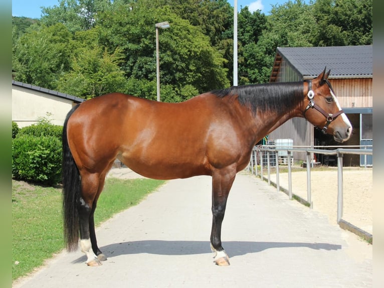 American Quarter Horse Klacz 10 lat 158 cm Gniada in Kail