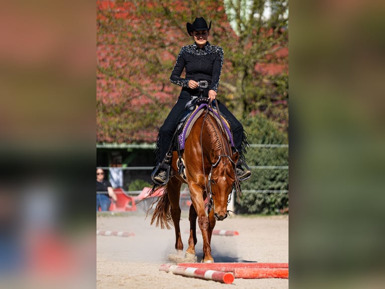 American Quarter Horse Klacz 10 lat 161 cm Kasztanowata in Grenzach-Wyhlen American Quarter Horse Klacz 10 lat 161 cm Kasztanowata in Grenzach-Wyhlen