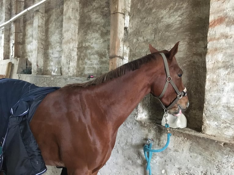 American Quarter Horse Klacz 10 lat 163 cm Kasztanowata in Golmbach