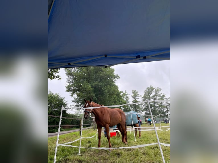 American Quarter Horse Klacz 10 lat 163 cm Kasztanowata in Golmbach