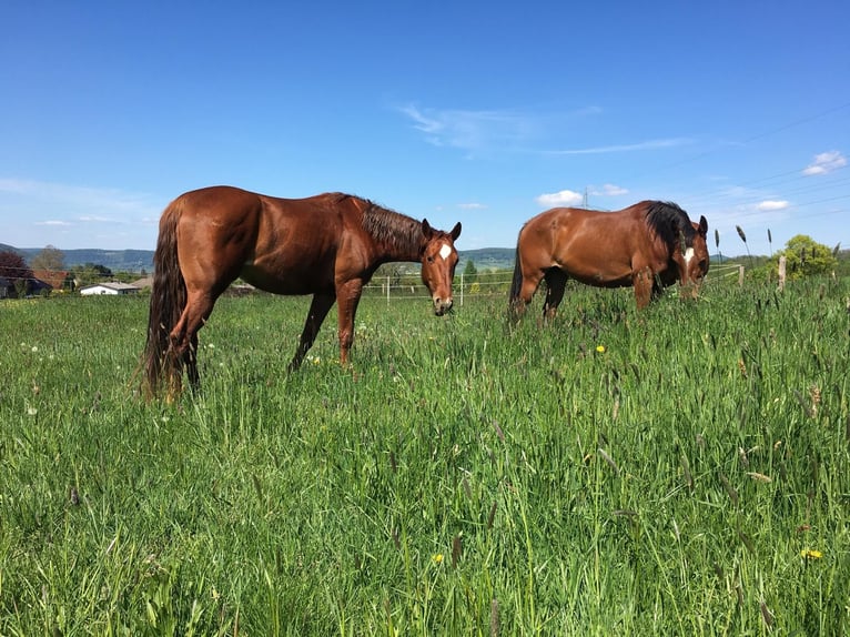American Quarter Horse Klacz 10 lat 163 cm Kasztanowata in Golmbach