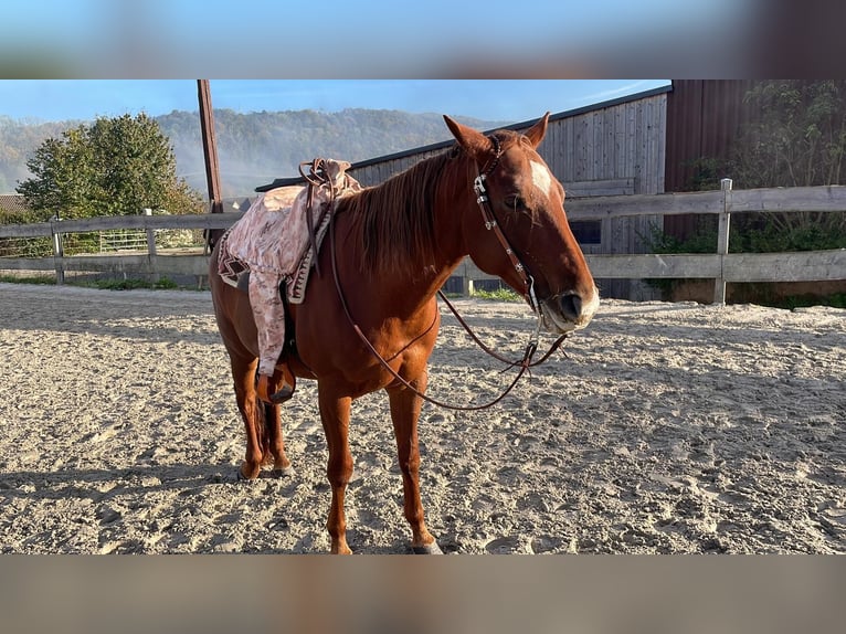 American Quarter Horse Klacz 10 lat 163 cm Kasztanowata in Golmbach