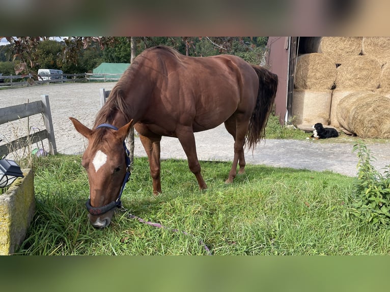 American Quarter Horse Klacz 10 lat 163 cm  in Stadtoldendorf