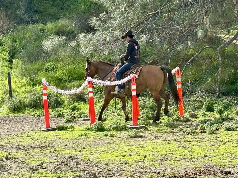 American Quarter Horse Klacz 10 lat Bułana in Tres Pinos