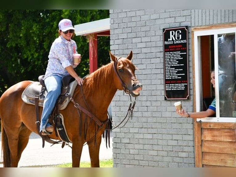 American Quarter Horse Klacz 10 lat Cisawa in Stephenville