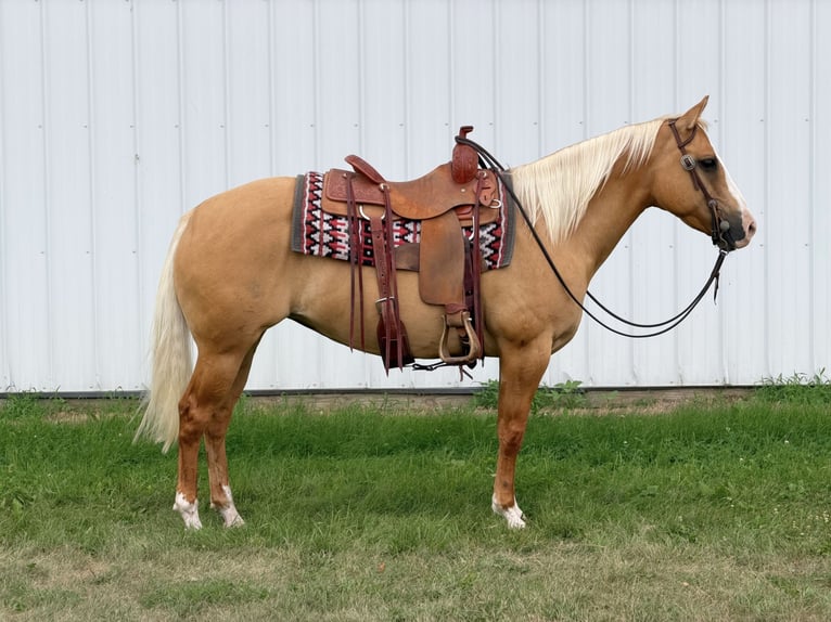 American Quarter Horse Klacz 10 lat Izabelowata in Cannon Falls
