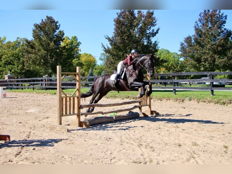 American Quarter Horse Klacz 10 lat Kara in Highland MI