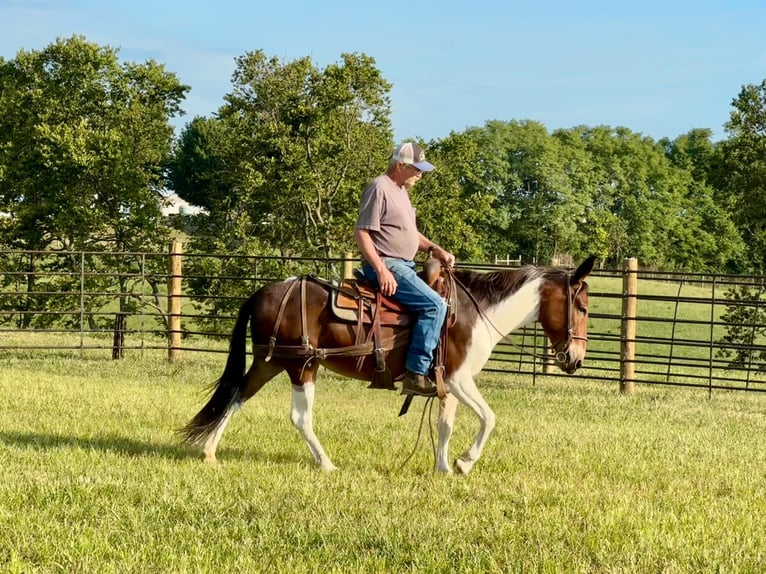 American Quarter Horse Klacz 10 lat Tobiano wszelkich maści in Brooksville Ky
