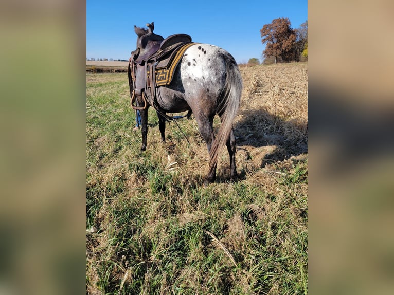 American Quarter Horse Klacz 11 lat 132 cm Gniada in Effingham IL