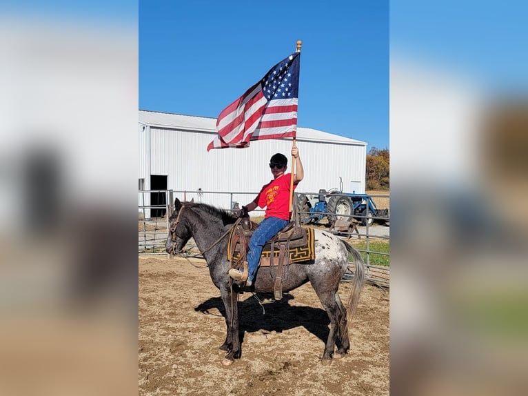 American Quarter Horse Klacz 11 lat 132 cm Gniada in Effingham IL