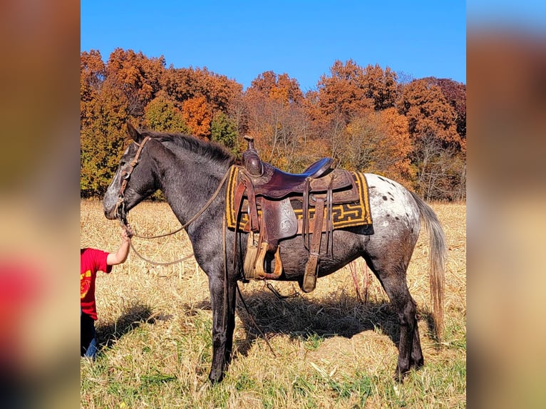 American Quarter Horse Klacz 11 lat 132 cm Gniada in Effingham IL