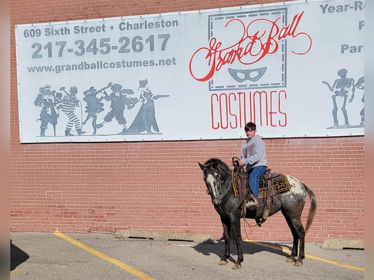 American Quarter Horse Klacz 11 lat 132 cm Gniada in Effingham IL